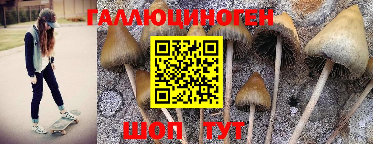 Галлюциногенные грибы GOLDEN TEACHER Лесосибирск